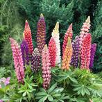 Lupine stekjes p9 potjes € 1 pst, Tuin en Terras, Ophalen, Zomer, Vaste plant, Volle zon
