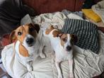 Jack Russel broertjes 5 jaar., Dieren en Toebehoren, Honden | Jack Russells en Terriërs, Jack Russell Terriër, Reu, Meerdere, 3 tot 5 jaar
