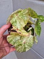 Begonia Rouge Variegata p12 (1), Ophalen of Verzenden, Overige soorten, Minder dan 100 cm