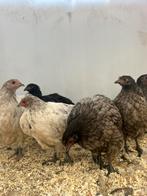 Prachtige mooie orpington hennen, Dieren en Toebehoren, Pluimvee