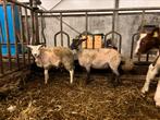 2 ooilammeren!, Dieren en Toebehoren, Schapen, Geiten en Varkens, Vrouwelijk, Schaap, 0 tot 2 jaar