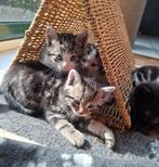 Prachtige kittens cypers (gevaccineerd en gechipt), Dieren en Toebehoren, Katten en Kittens | Dekkaters, 0 tot 2 jaar