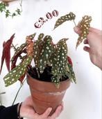 Begonia stekjes, Overige soorten, Minder dan 100 cm, Halfschaduw, Ophalen