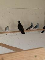 Tropiche duiven, Dieren en Toebehoren, Vogels | Overige Vogels, Meerdere dieren, Tropenvogel