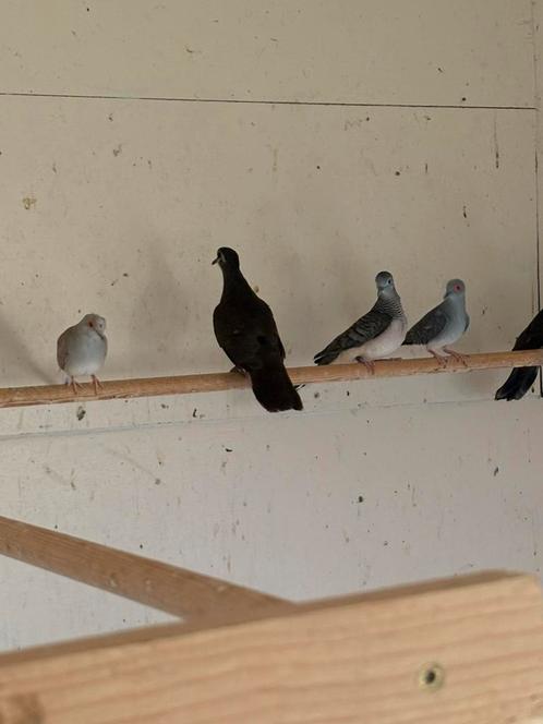 Tropiche duiven, Dieren en Toebehoren, Vogels | Overige Vogels, Tropenvogel, Meerdere dieren
