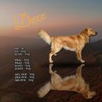 FCI Stamboom + volledig geteste; Dekreu Golden Retriever, Dieren en Toebehoren, Honden | Dekreuen, Reu, CDV (hondenziekte), 1 tot 2 jaar