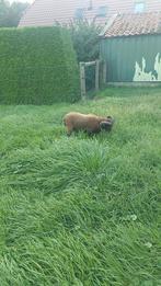 Ram, Dieren en Toebehoren, Mannelijk, Schaap