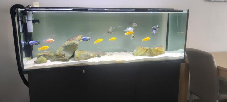 Zeer mooi en compleet malawi aquarium, Dieren en Toebehoren, Vissen | Aquaria en Toebehoren, Zo goed als nieuw, Gevuld zoetwateraquarium