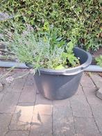 Gratis kuip met lavendelplant en laurier plantje, Tuin en Terras, Ophalen of Verzenden, Zo goed als nieuw, Minder dan 60 cm, Tuin