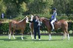 Stalhulp/ Groom/ kleine ruiter gezocht regio Apeldoorn Noord, Ruiter of Bijrijder