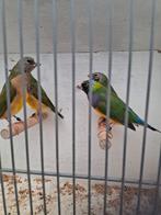 Tropenvogel, Dieren en Toebehoren, Vogels | Overige Vogels, Meerdere dieren