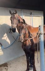 Super lief fries merrieveulen, Dieren en Toebehoren, Paarden, Merrie, Recreatiepaard, Gechipt, 0 tot 2 jaar
