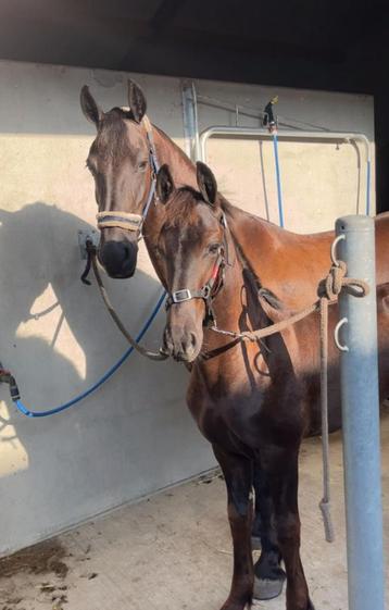 Super lief fries merrieveulen beschikbaar voor biedingen