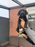 Pups kruising met alabai en duitseherder, Groot, Meerdere, Meerdere dieren, Nederland