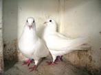 Witte duiven te koop of te huur. ook gekleurde duiven@!, Dieren en Toebehoren, Vogels | Duiven, Overige soorten, Meerdere dieren
