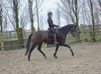 Training en klaar  maken  voor keuringen jonge paarden, Gedragstraining