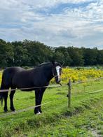 Lieve Tinker aangeboden, Dieren en Toebehoren, Pony's