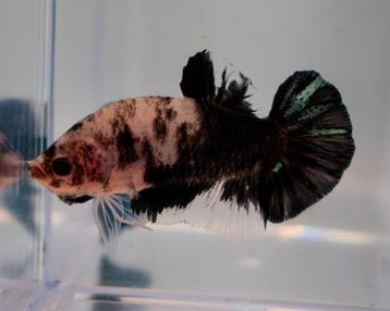 Betta man marble - HMPK beschikbaar voor biedingen
