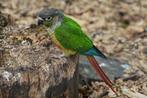 Groenwangparkiet - pyrrhura molinae, Meerdere dieren, Parkiet, Geringd