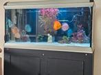 Prachtig bijna nieuw aquarium model akva stabil 120 x 50 x55, Dieren en Toebehoren, Ophalen, Zo goed als nieuw, Leeg aquarium