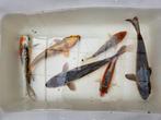 Nieuwe Koi binnen ook Butterfly. Prachtige Doitsu Ochiba., Karper of Koi