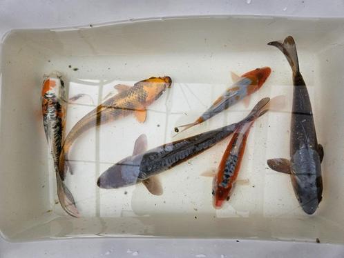 Nieuwe Koi binnen ook Butterfly. Prachtige Doitsu Ochiba., Dieren en Toebehoren, Vissen | Vijvervissen, Karper of Koi