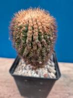 Cactus uebelmannia eriocactoides, Huis en Inrichting, Kamerplanten, Ophalen of Verzenden, Cactus, Volle zon, Minder dan 100 cm