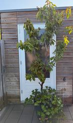 Kersenboom in pot, Overige soorten, Lente, 250 tot 400 cm, Ophalen