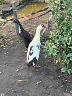 Vrouwelijke loopeenden, Dieren en Toebehoren, Pluimvee, Vrouwelijk, Eend