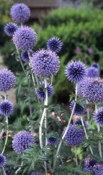 Zaden Echinops ritro beschikbaar voor biedingen