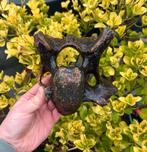 Wolharige Neushoorn Nekwervel Noordzee, Verzamelen, Mineralen en Fossielen, Ophalen of Verzenden, Fossiel