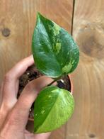 Monstera deliciosa variegata plant mint green jungle large, Ophalen of Verzenden, Overige soorten, Minder dan 100 cm