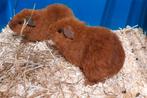 2 lieve zusjes,jonge cavia,rex x california,kunnen verhuizen, Cavia, Vrouwelijk, Tam, Oktober