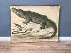 Oude schoolplaat met krokodil - vintage retro reptielen, Ophalen, Natuur en Biologie