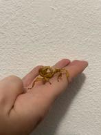 Jonge Australische flappentakken (Extatosoma tiaratum), Dieren en Toebehoren, Reptielen en Amfibieën, Overige soorten, 0 tot 2 jaar