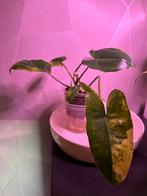 Philodendron Burle Marx Variegata - Zeldzame schoonheid!, Huis en Inrichting, Ophalen, Overige soorten, Halfschaduw, In pot