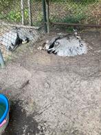Nandoe kuikens, Dieren en Toebehoren, Pluimvee, Geslacht onbekend, Overige soorten