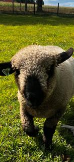 Hampshire Down volbloed ram,opgenomen in stamboek, Dieren en Toebehoren, Schapen, Geiten en Varkens, Mannelijk, Schaap, 0 tot 2 jaar