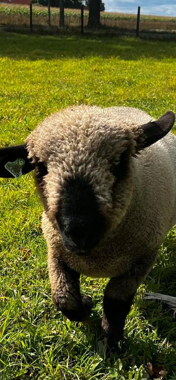 Hampshire Down volbloed ram,opgenomen in stamboek beschikbaar voor biedingen