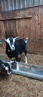 Zwarte Toggenburger dekbok, Dieren en Toebehoren, Schapen, Geiten en Varkens, Mannelijk, Geit