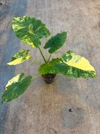 Alocasia gaganea aurea variegata, Huis en Inrichting, Kamerplanten, Ophalen of Verzenden, Halfschaduw, Minder dan 100 cm