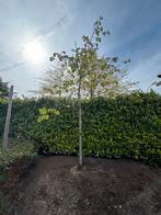 Japanse sierkers (Prunus serrulata), Tuin en Terras, Planten | Bomen, Halfschaduw, Lente, Overige soorten, 250 tot 400 cm
