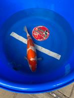 Hoge kwaliteit Japanse Koi!!, Dieren en Toebehoren, Vissen | Vijvervissen, Karper of Koi