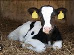 Vacature kalverhouderij, Variabele uren, Overige niveaus, Overige vormen