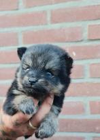 Pomsky pups MINI, Dieren en Toebehoren, Overige rassen, 8 tot 15 weken, Meerdere, Meerdere dieren