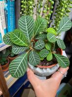 Madagascar jewel stekjes, Ophalen of Verzenden, Halfschaduw, Minder dan 100 cm