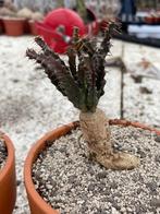 Caudex Euphorbia Micracantha in de 12cm terra cotta pot., Overige soorten, In pot, Minder dan 100 cm, Bloeiende kamerplant