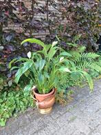 lepelplant, Tuin en Terras, Ophalen, Zomer, Overige soorten, Halfschaduw