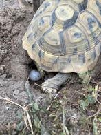 Griekse landschildpadjes nakweek 2025, Schildpad, 0 tot 2 jaar