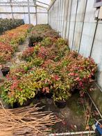Nandina mooie soort fire power hoog 40 /50  partij 40 stuks, Tuin en Terras, Planten | Tuinplanten, Vaste plant, Halfschaduw, Winter